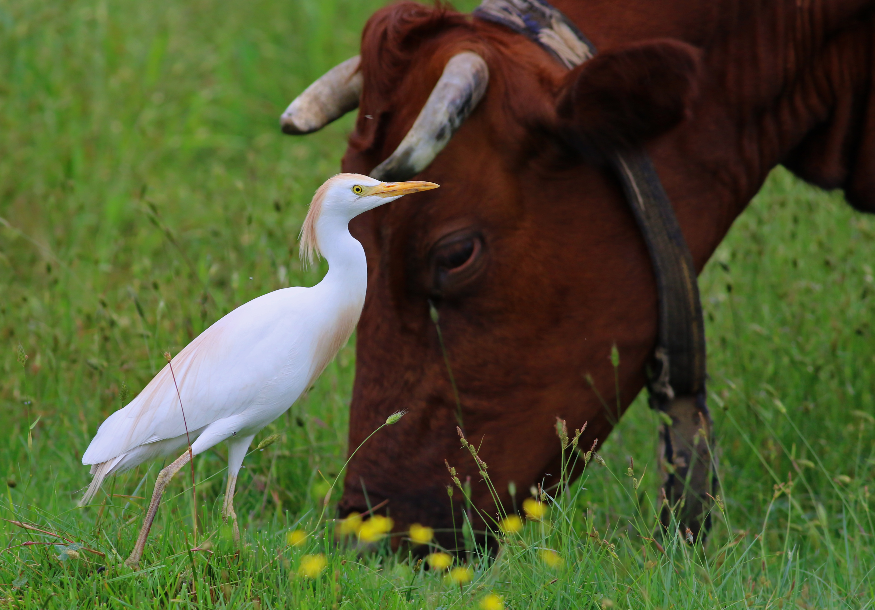 Cattle Egret